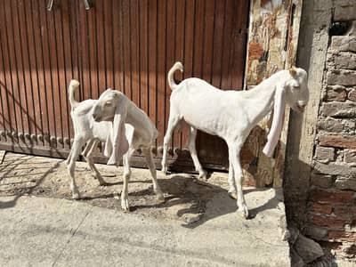 Gulabi pair