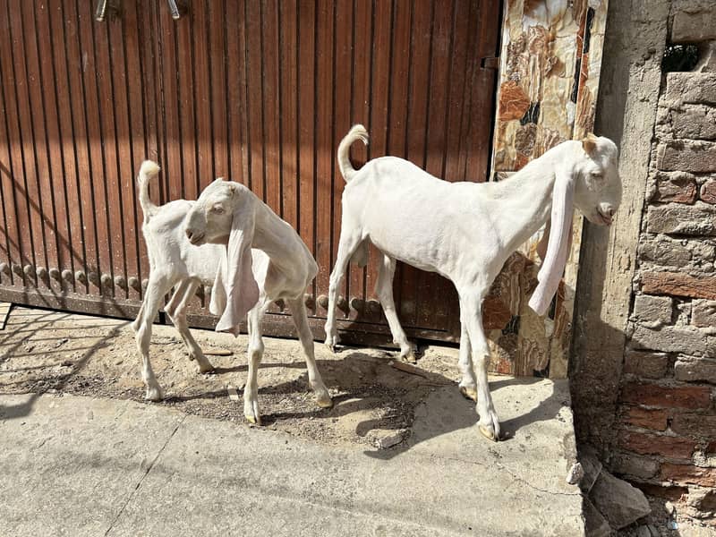 Gulabi pair 0