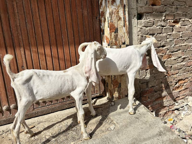 Gulabi pair 1