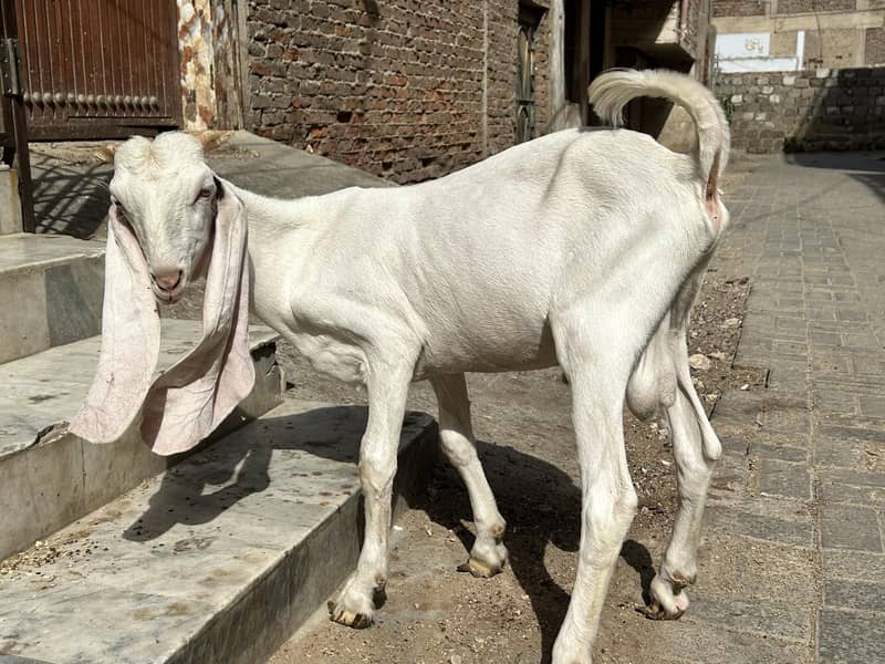 Gulabi pair 2