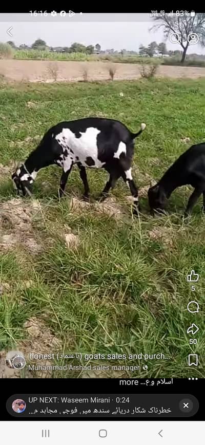 3 bakrian 1 bakra sirf 2 lakh