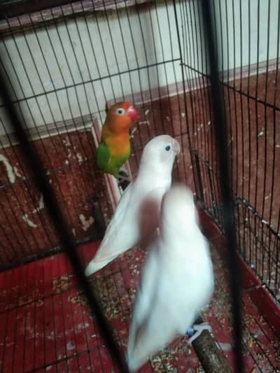 3 love birds for sale 1 male 2 female mature breeder pair
