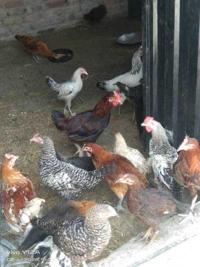 desi hens