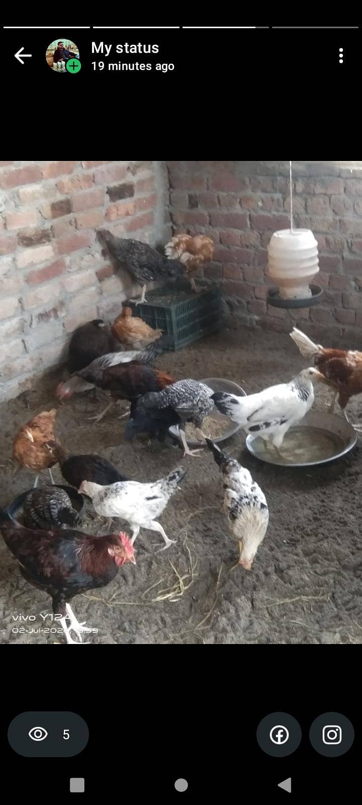 desi hens 1