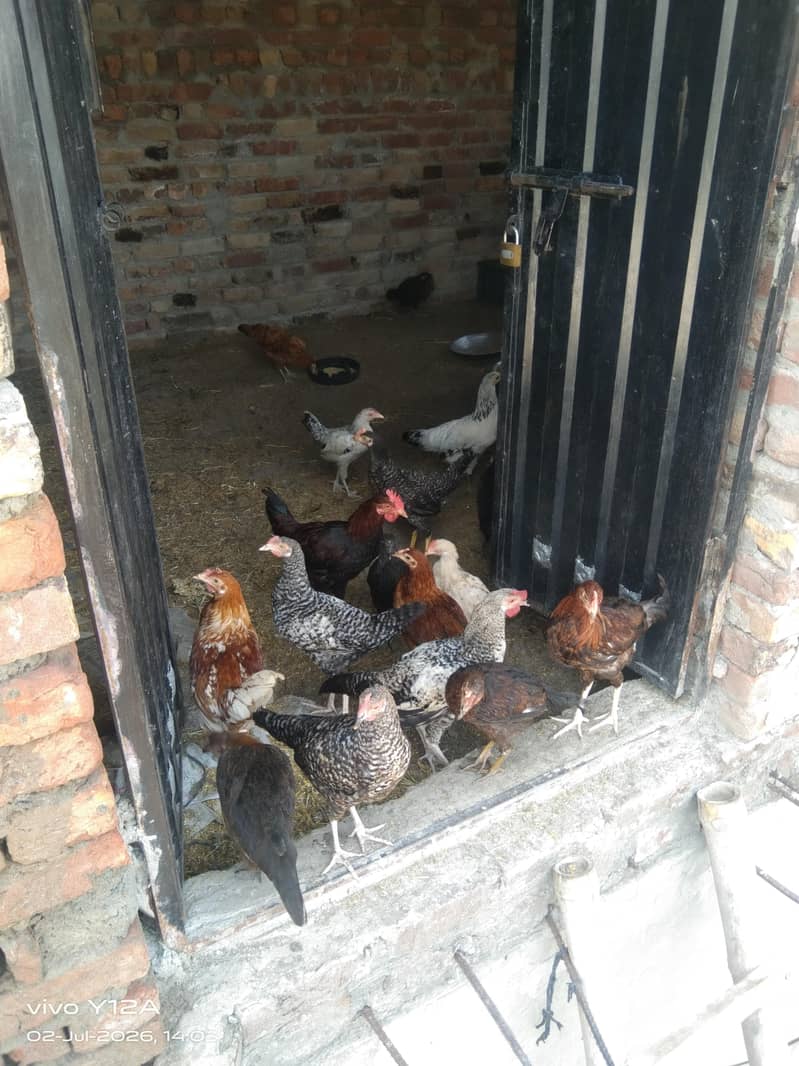 desi hens 2
