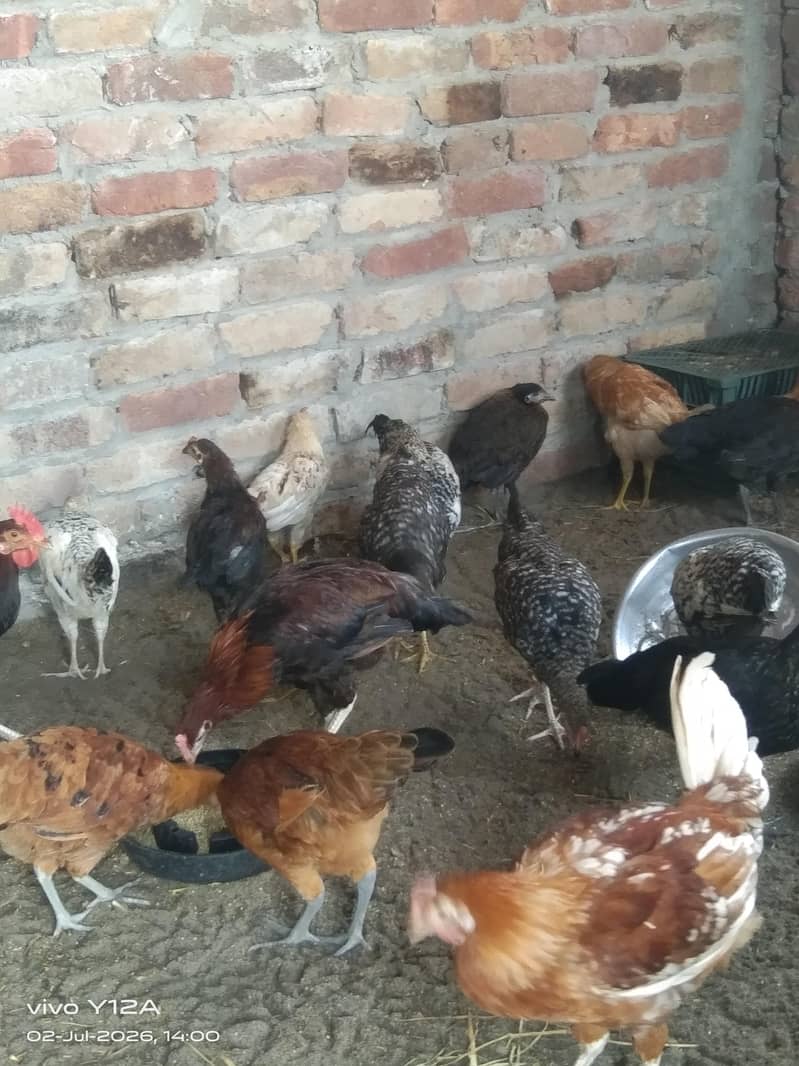 desi hens 3