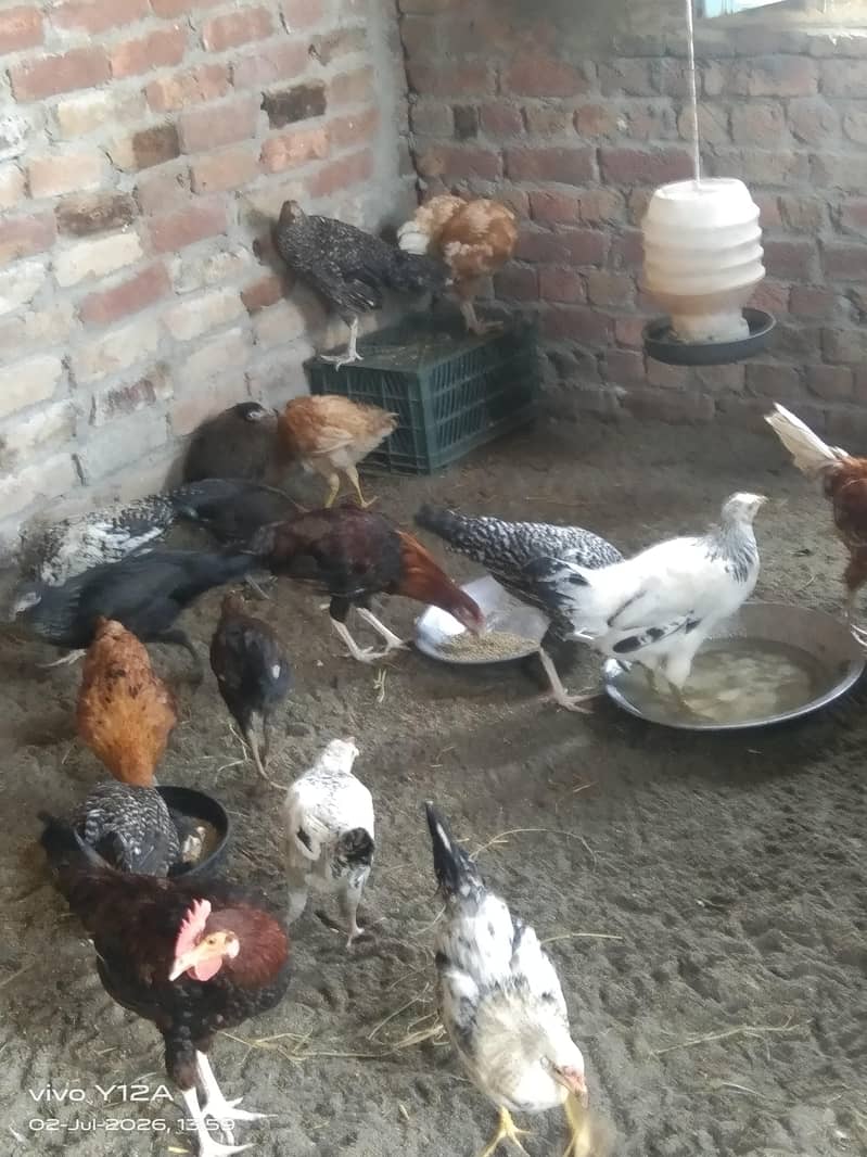 desi hens 4