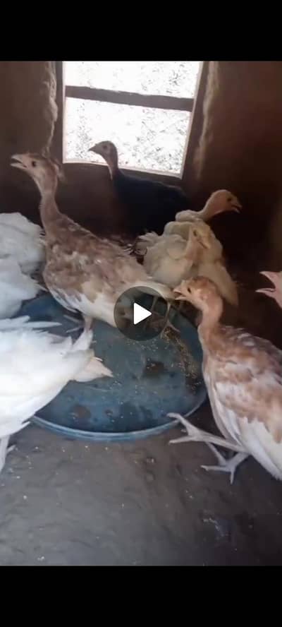 Turkey  chiks available