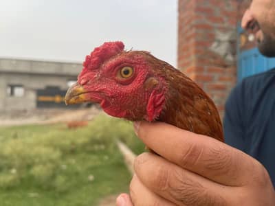 pakistani aseel