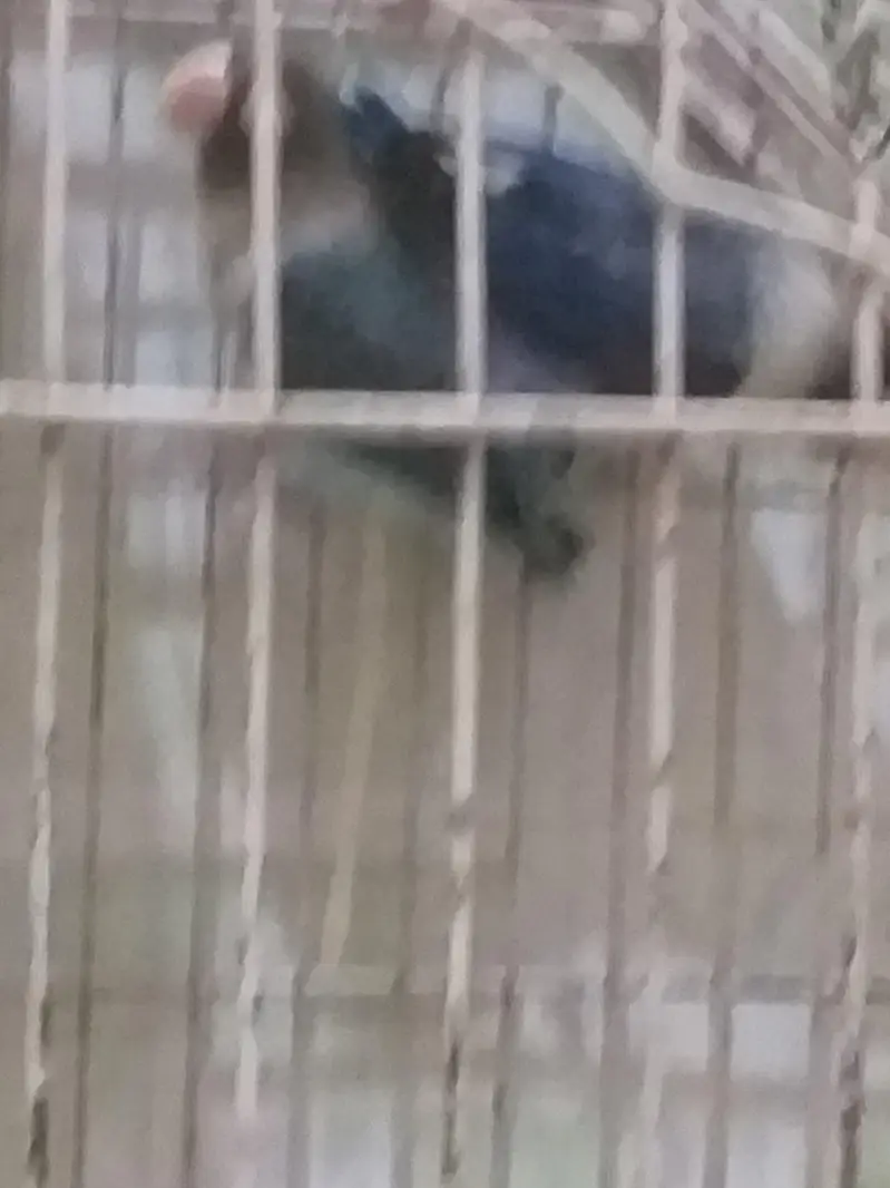 love bird java finch hogoromo and diamond dove all breeder — photo 5