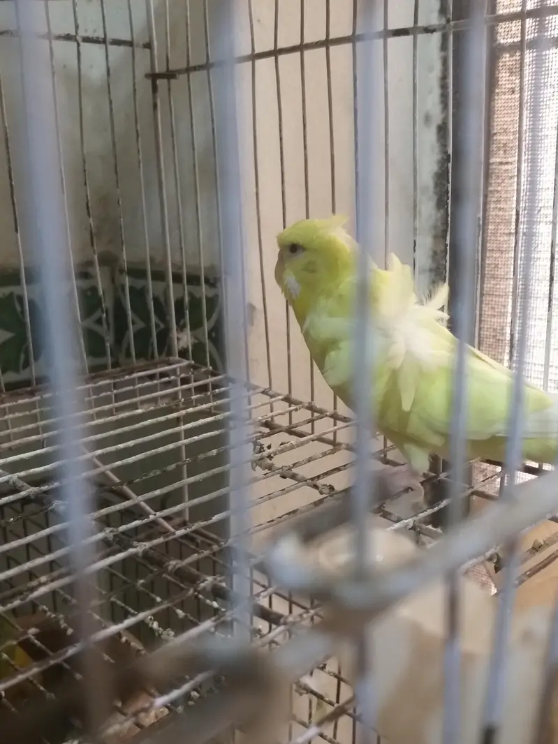 love bird java finch hogoromo and diamond dove all breeder — photo 6