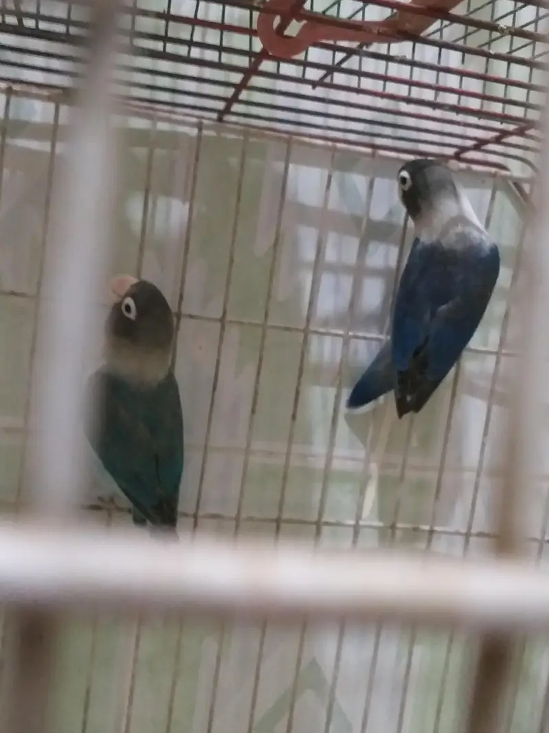 love bird java finch hogoromo and diamond dove all breeder — photo 7