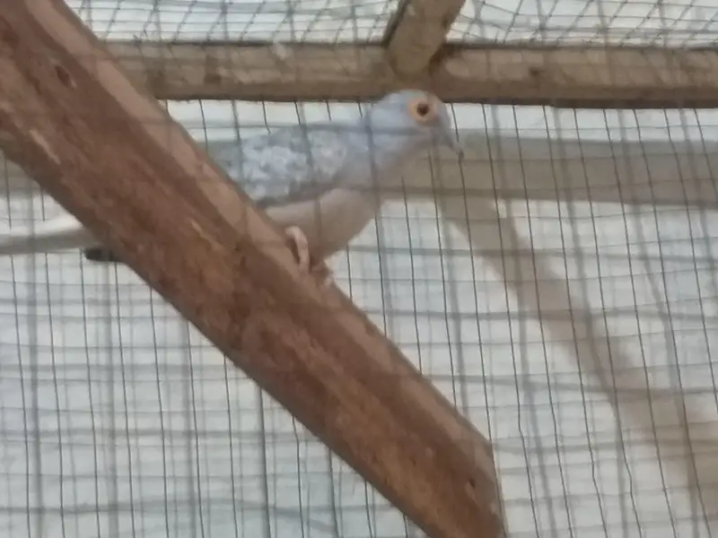love bird java finch hogoromo and diamond dove all breeder — photo 8