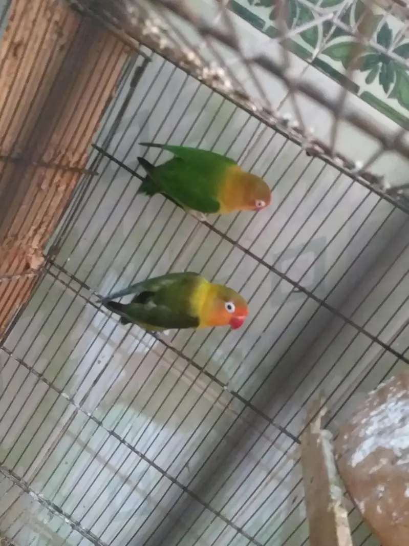 love bird java finch hogoromo and diamond dove all breeder — photo 9