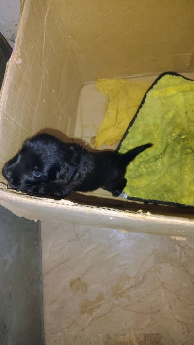 Labrador retriever puppie jis ko chai h rabta kry