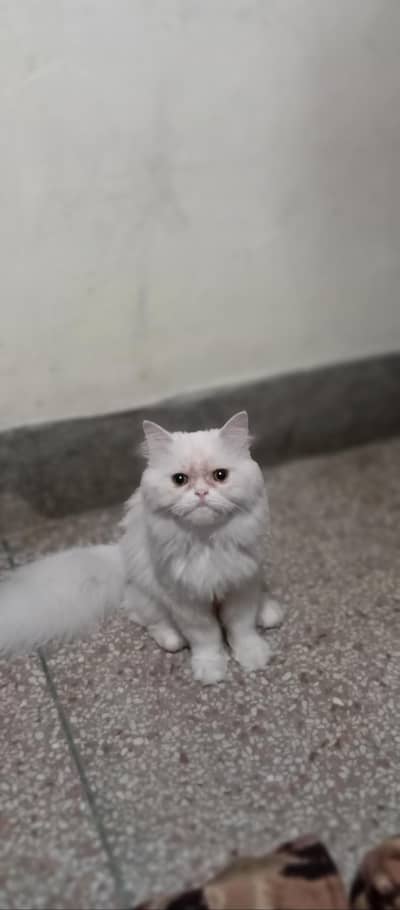 Persian female cat triple coat