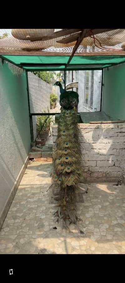 Beautiful Indian Black Shoulder Peacock  Male For Sale 0305.4364606