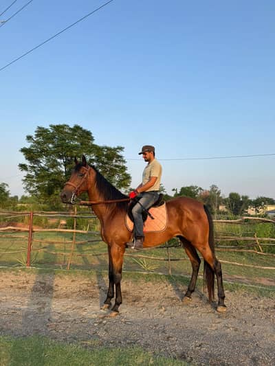 huge horse