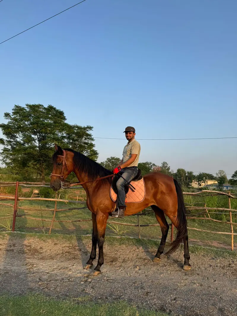 huge horse — photo 3