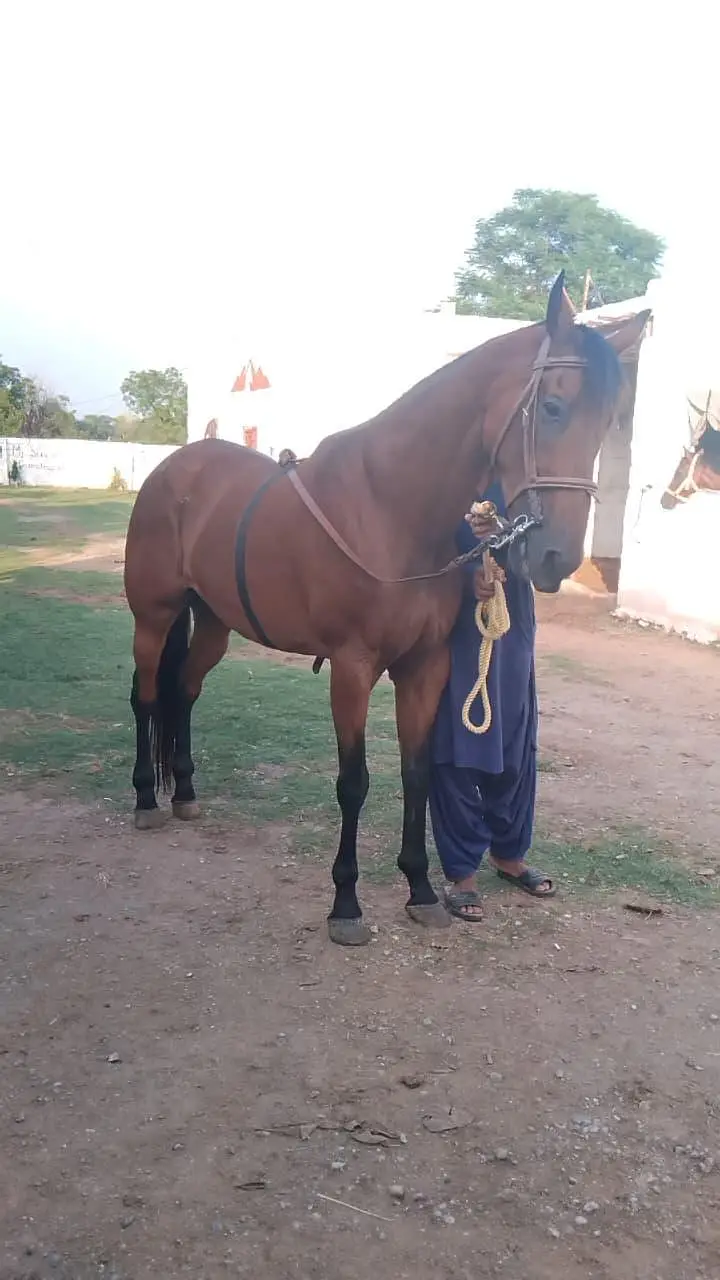 huge horse — photo 4