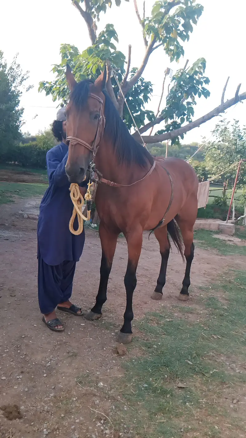 huge horse — photo 5