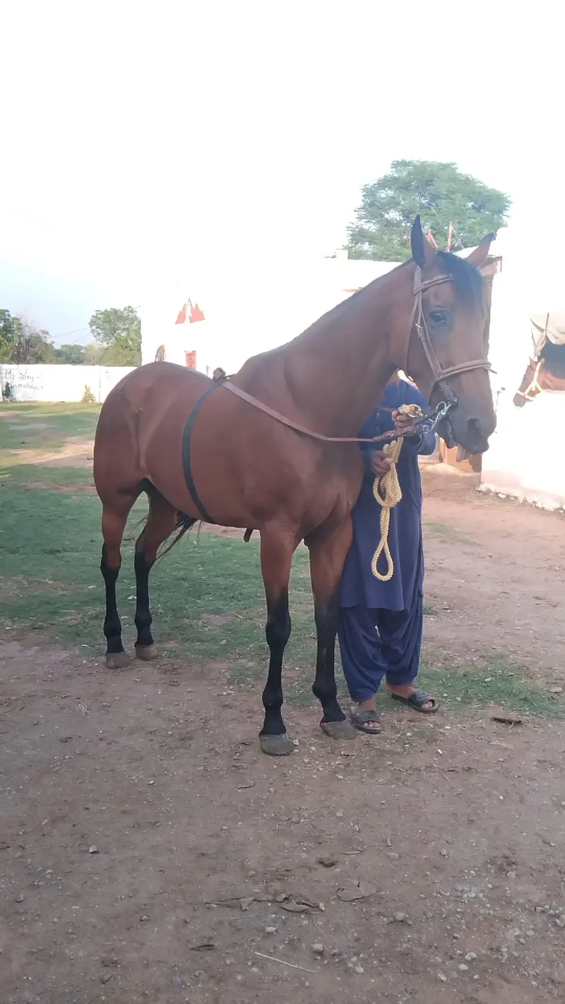 huge horse — photo 6