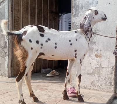 Desi ghban bakri