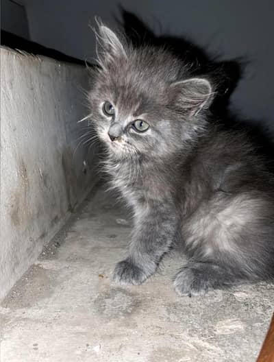 persien cute cat