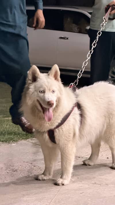 Blue eyes sibrian husky female long coat