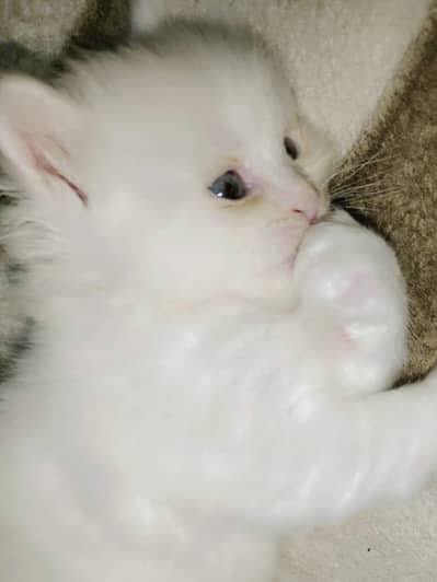 Persian male cat doll face blue eyes