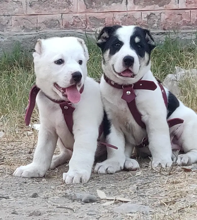 alabai security dog 2 month pair for sale — photo 2