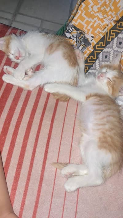 semi persian female cats orange