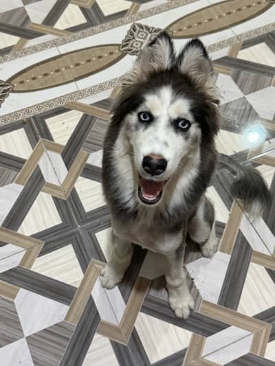 Siberian Husky