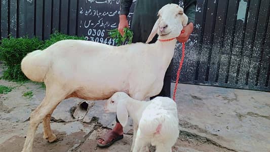 Dumba | Chatra | Dumbi | Sheep | Bakra | Goat | Taza Soi Dumbi