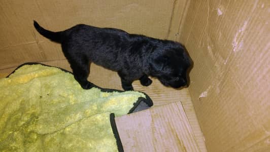 Labrador retriever puppie location pakpattan