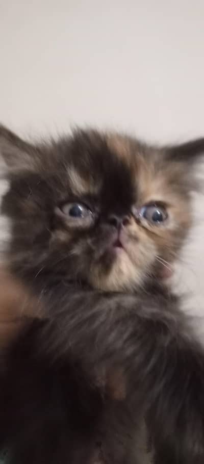 Persian Kittens