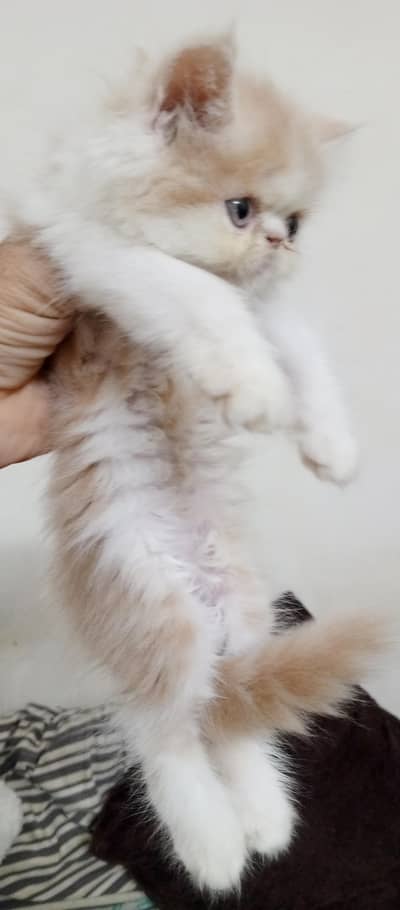Cats | Kittens | Billi | Tripple coat kitten | picke face cate for sal