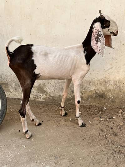 female goat