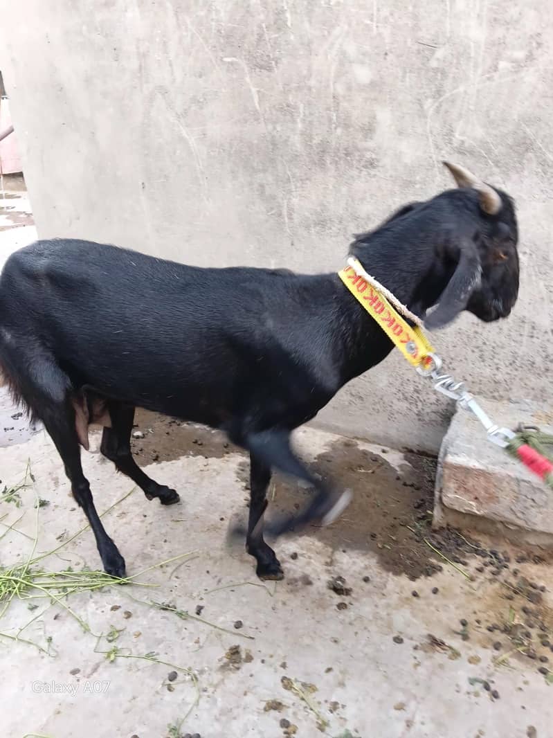 teeda bakra n teddy black bakri 0