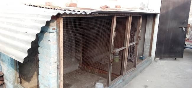 Hen cage|wood cage|iron cage|parrot cage|cage|hens|aseel|Desi misri|