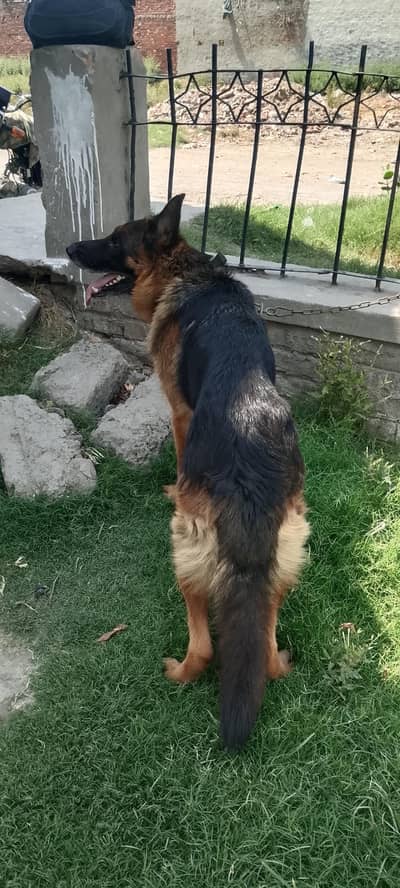 German shepherd male 0:3:0:2:6:4:1:7:3;4:5