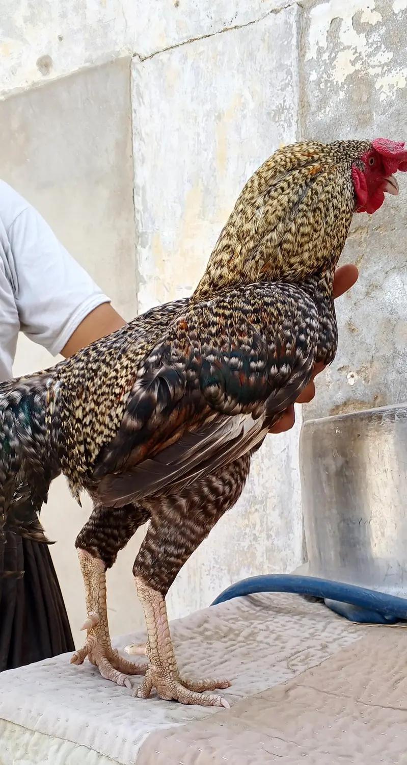 breeder male — photo 2