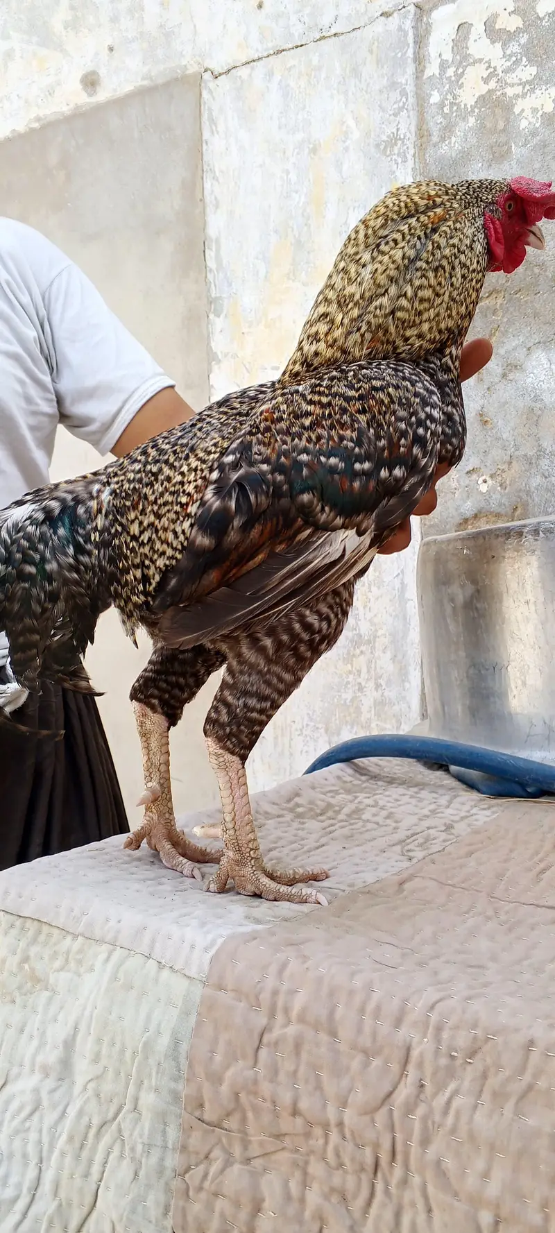 breeder male — photo 3