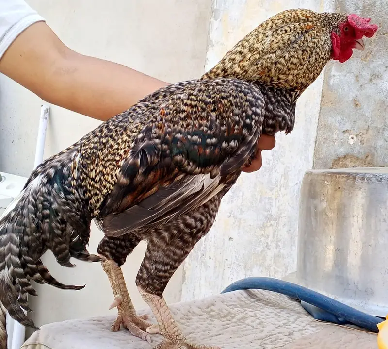 breeder male — photo 4