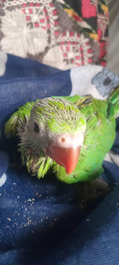wana sale ring neck baby