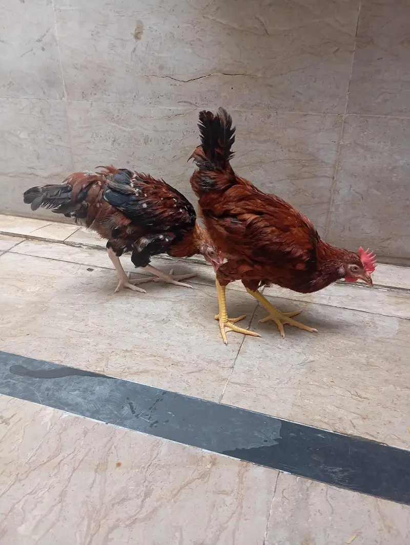 gher k ply 2 murgy — photo 3