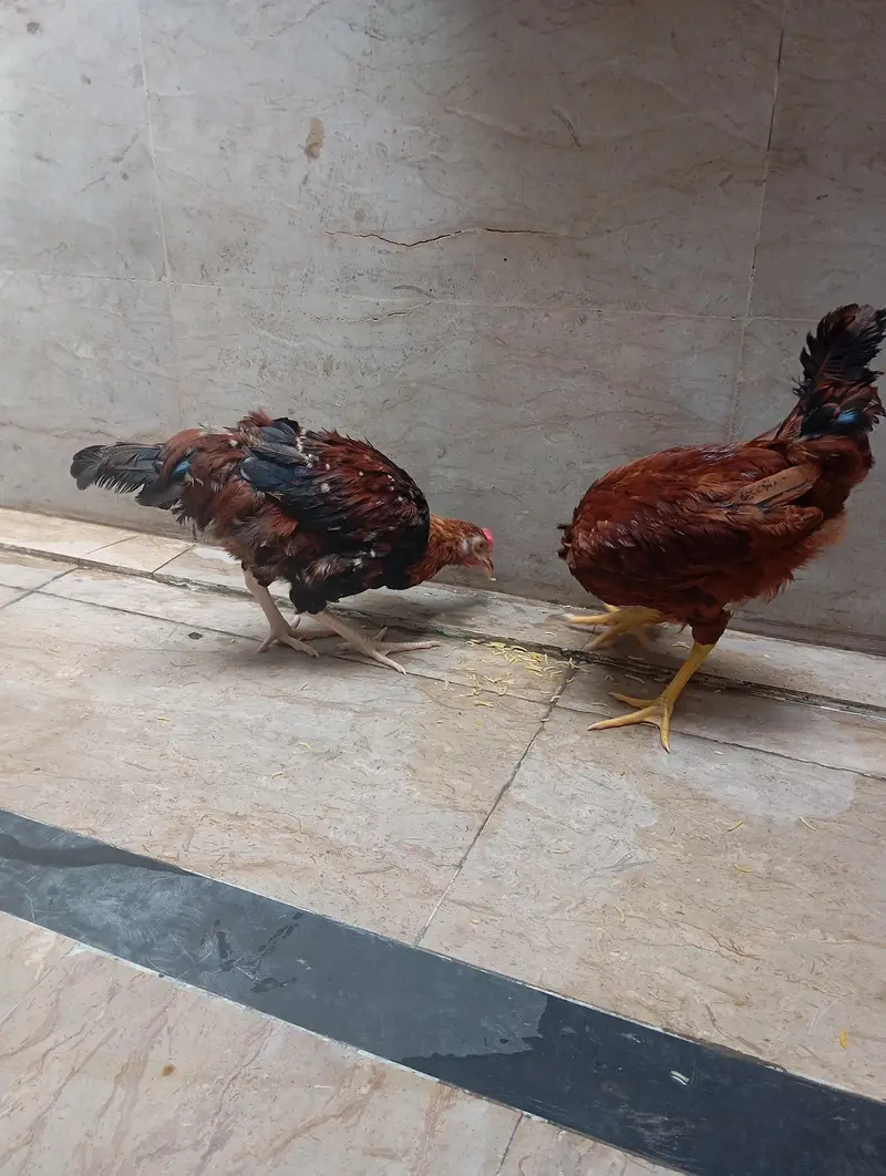 gher k ply 2 murgy — photo 6