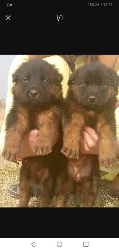 German Shepherd| Puppy | Double Coat puppies | Dog For Sale | GSD