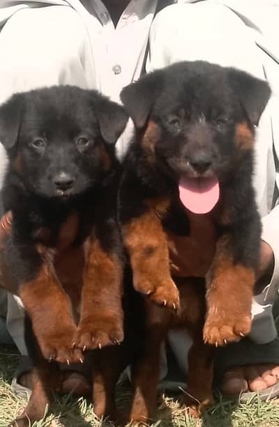 German Shepherd| Puppy | Double Coat puppies | Dog For Sale |GSD