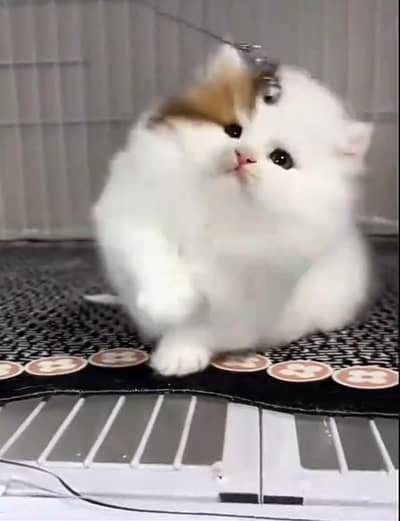 Persian kitten triple Cot for sale. My WhatsApp 03444548868